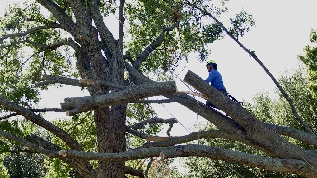 Professional Crown Thinning performed by certified arborists in Rhododendron
