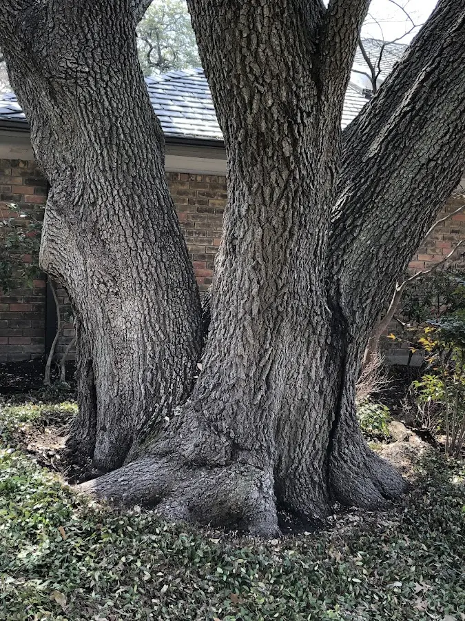 Mature heritage tree close to a Rhododendron property cared for by certified arborists